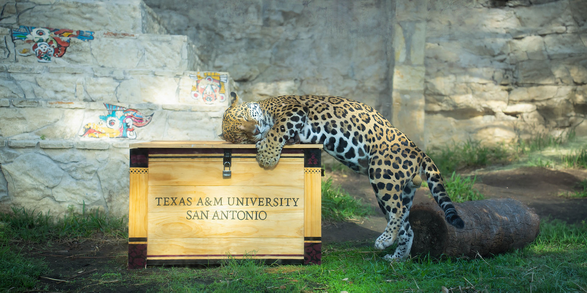 Jaguar with Box of Rings